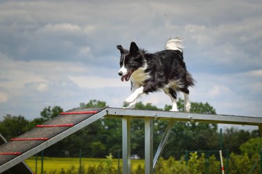 Çılgın sınır çobanı çeviklik parkında koşuyor. Rekabet için yeni şeyler öğretiyor..