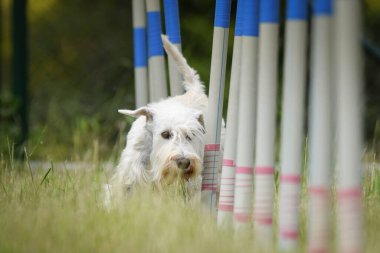 Beyaz schnauzer, özel eğitimdeki çeviklik slalom 'unda minyatür. Czech çeviklik takımıyla harika bir gün..