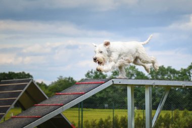 Çılgın beyaz köpek çeviklik parkında köpek yürüyüşü yapıyor. Rekabet için yeni şeyler öğretiyor..