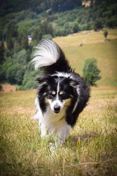 Collie Biegnie Trawie Jest Wycieczce Karkonoszach — Zdjęcie stockowe