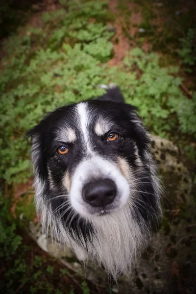 Portrait of head of border collie in forest. He is after swimming so he is wet.