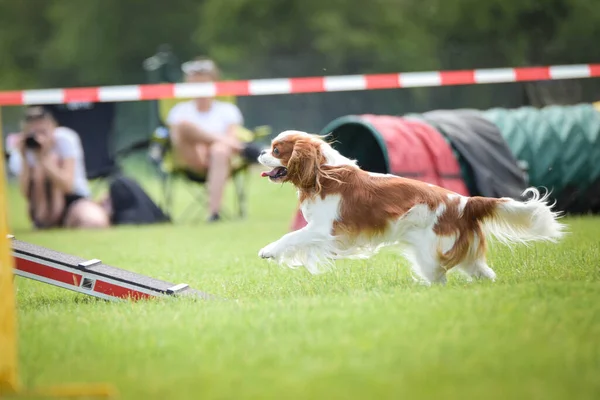 Cane Charles Spaniel Agilità Nella Zona Cane Incredibile Giornata Gara — Foto Stock