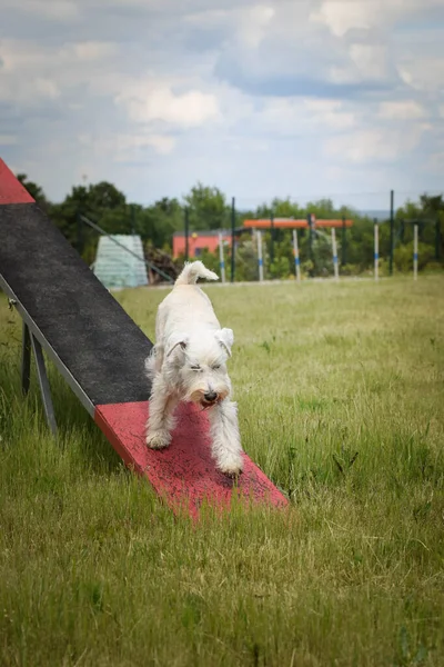 Amazing, crazy white dog is on see-saw. She is so incredible dog on agility.