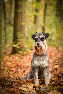 Schnauzer yolda oturuyor. Sonbaharda dışarıda çok mutlu..