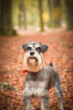 Schnauzer doğada yolda duruyor. Koştuğu için çok mutlu.