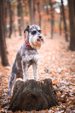 Schnauzer 'in portresi kütüğün üzerinde duruyor. Başka bir emir bekliyor. Ve çok tatlı..