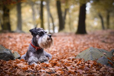 Schnauzer doğada yapraklarla birlikte yatıyor. Çok tatlı bir köpek..