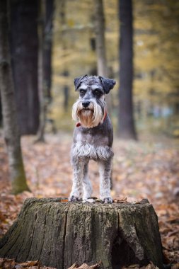 Sakat duran Schnauzer 'in portresi. Başka bir emir bekliyor. Ve çok tatlı..