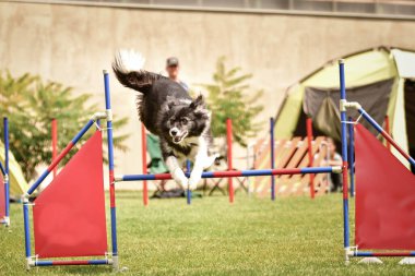 Köpek Sınırı çobanı çeviklikten atlıyor. Czech çeviklik yarışmasında harika bir gün. Ortanca uzmanlar. Anlamı A2..