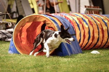 Çeviklik Tüneli 'ndeki Sınır Çobanı. Czech çeviklik yarışmasında harika bir gün. Ortanca uzmanlar. Anlamı A2..
