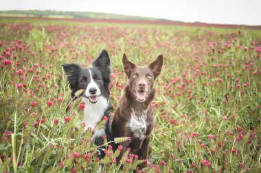 İki Sınır Çobanı Crimson Clover 'da oturuyor. O kadar uzundu ki atlamak zorunda kaldı..