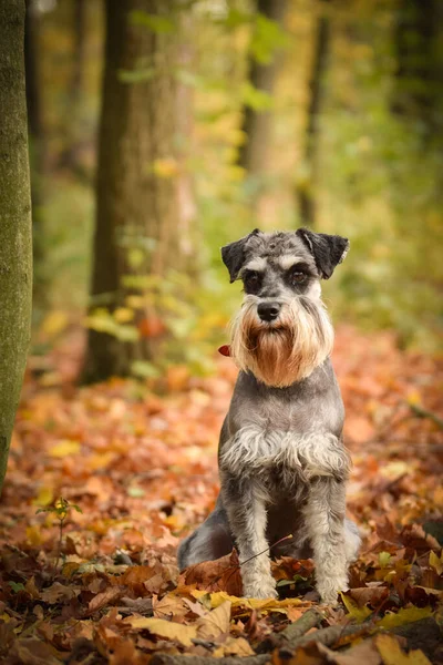 Schnauzer Siedzi Drodze Jesienią Jest Bardzo Szczęśliwa Zewnątrz — Zdjęcie stockowe