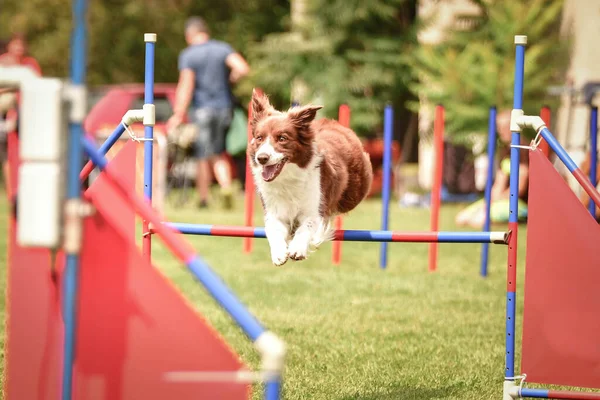 Border Collie Está Saltando Sobre Los Obstáculos Increíble Día Competencia —  Fotos de Stock