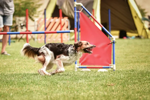 黒と白のボヘミアンスポットドッグは チェコの敏捷性競争の中でレースを実行しています 犬の公園で敏捷性の競争 Ratenice — ストック写真