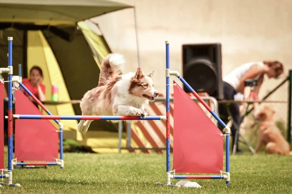 Fronteira Collie Está Saltar Sobre Obstáculos Dia Incrível Treinamento Privat — Fotografia de Stock