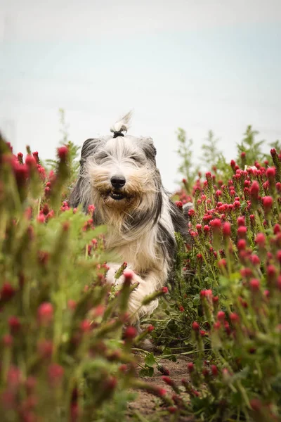 Porträt Eines Bärtigen Collies Der Hohem Shamrock Läuft Ist Aktiv — Stockfoto