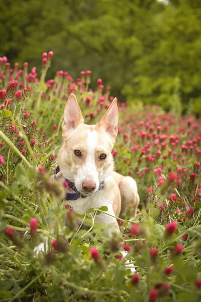 ユング白い犬の背の高いシャムロックに座っている 彼女はとても面白い顔をしている — ストック写真