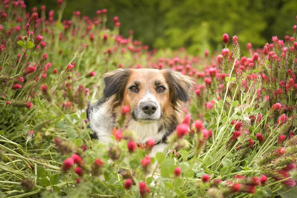 Blanco Negro Bohemian Spotted Dog Ejecuta Trébol Alto Tiene Una —  Fotos de Stock