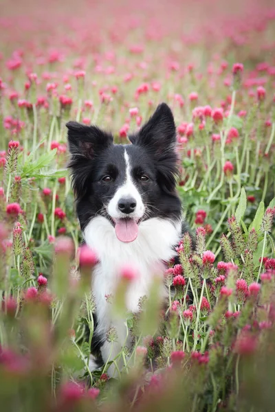 Adult border collie is in crimson clover. He has so funny face.