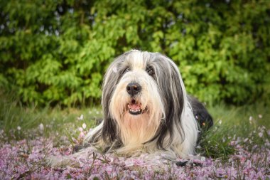 Sakallı çoban köpeği pembe çiçeğin içinde yatıyor. Sabırlı model ve sevimli köpek..