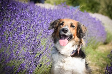 Siyah ve beyaz Bohem Benekli Köpek levanderde oturuyor. Çok tatlı bir köpek.
