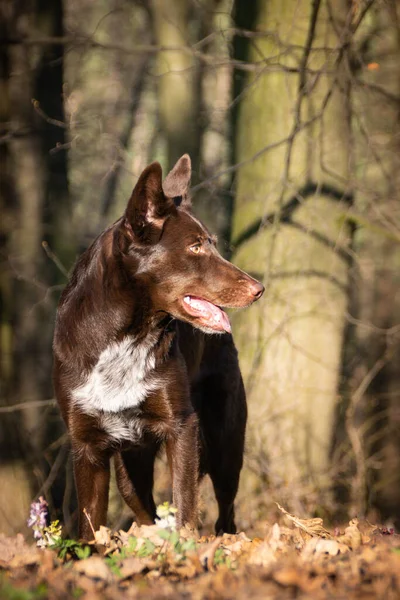 クレイジー茶色の境界線のコロニーは空気中の葉をキャッチしています 彼女はとてもクレイジー犬です — ストック写真