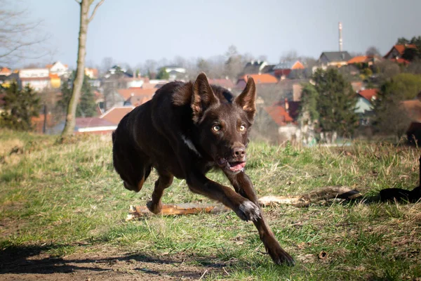 Цуценя Прикордонної Коллі Біжить Дорозі Вона Така Щаслива Божевільна Собака — стокове фото