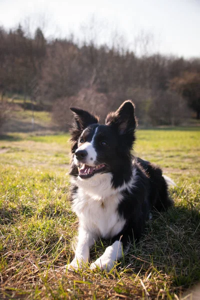 Border Collie Virágokban Fekszik Erdőben Olyan Türelmes Modell — Stock Fotó