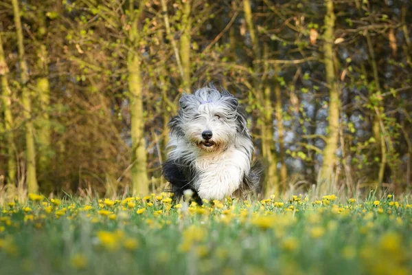 髭のついた冠はタンポポで走っています 彼はとても忍耐強い犬だ — ストック写真