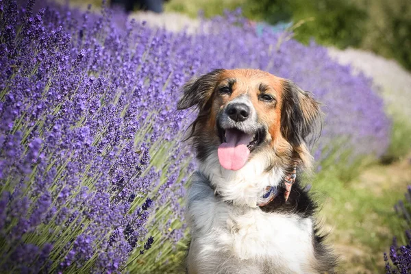 Siyah ve beyaz Bohem Benekli Köpek levanderde oturuyor. Çok tatlı bir köpek.