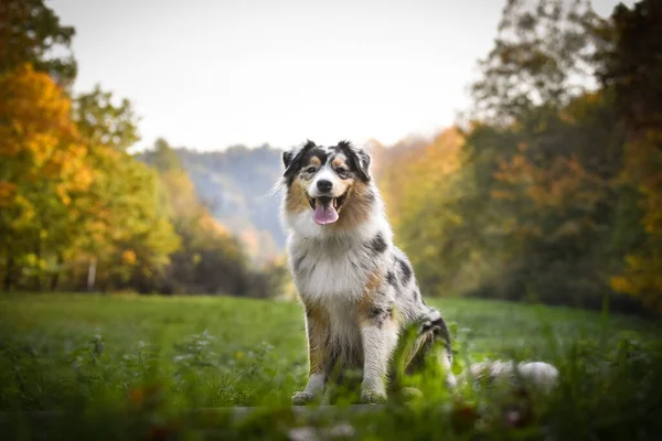 Australische Schäferhund Sitzt Auf Dem Feld Der Natur Der Nähe — Stockfoto