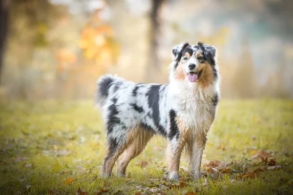 Australischer Schäferhund Sitzt Unterwegs Der Natur Sie Ist Nach Dem — Stockfoto