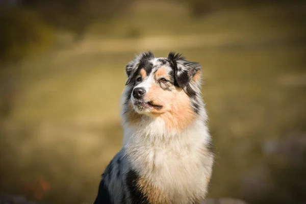 Avustralya Çoban Köpeğinin Portresi Kayaların Altında Duran Kişi Göl Prag — Stok fotoğraf