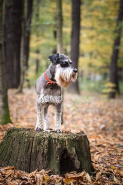 Schnauzer 'in portresi kütüğün üzerinde duruyor. Başka bir emir bekliyor. Ve çok tatlı..