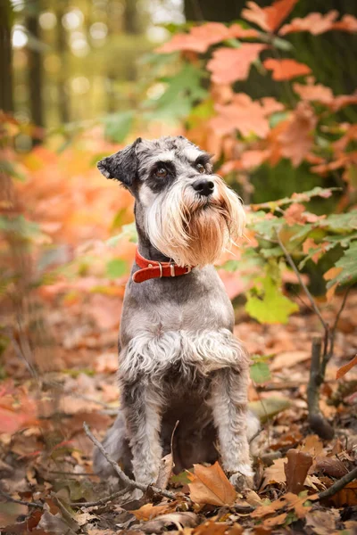 İnanılmaz bir geçmişi olan Schnauzer 'in portresi. Prag 'da şaşırtıcı sonbahar atmosferi.