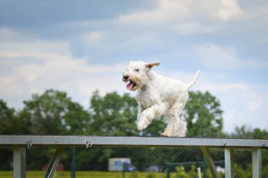 Çılgın beyaz köpek çeviklik parkında köpek yürüyüşü yapıyor. Rekabet için yeni şeyler öğretiyor..