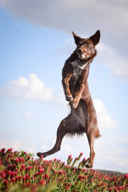 Sınırdaki çılgın çoban köpeği kırmızı yoncaya atlıyor. O kadar uzundu ki atlamak zorunda kaldı..
