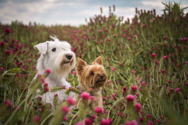 Yorkshire 'ın küçük köpeği ve beyaz schnauzer minyatür kırmızı yonca üzerinde oturuyorlar. O kadar uzundu ki atlamak zorunda kaldı..