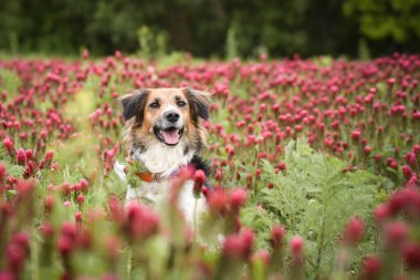 Siyah ve beyaz Bohem Benekli Köpek uzun yonca üzerinde oturuyor. Çok komik bir yüzü var.
