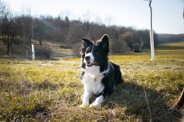 Border collie ormanda çiçeklerin içinde yatıyor. Çok sabırlı bir model..