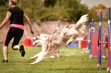 Ratenice yarışında çeviklik yarışında Eated border collie. Czech çeviklik yarışmasında inanılmaz bir gündü Ratenice. Sadece büyük yarışmalar vardı..