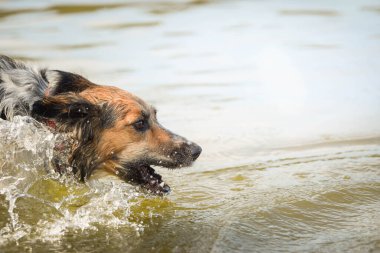 Bohemian Benekli Köpeği su tutuyor. O gerçekten iyi bir yüzücü. Oyuncağını bekliyor..