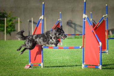 Üç renkli mudi engellerin üzerinden atlıyor. Czech çeviklik yarışmasında harika bir gün..