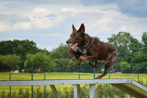 Pazzo Marrone Confine Collie Esecuzione Agilità Parco Sulla Passeggiata Cane — Foto Stock