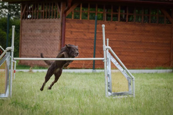 Collie Frontière Brune Saute Par Dessus Les Obstacles Journée Incroyable — Photo