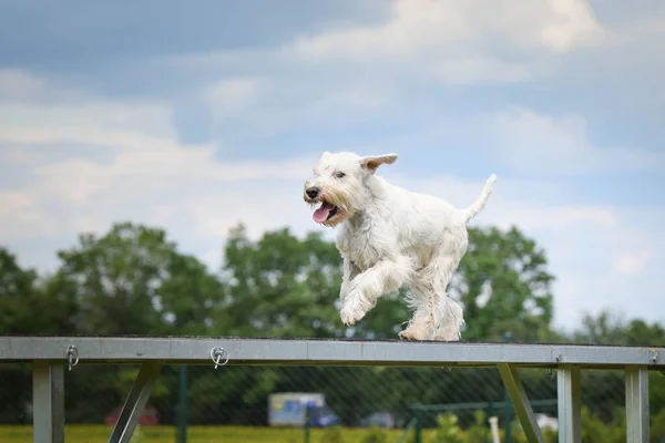 Çılgın Beyaz Köpek Çeviklik Parkında Köpek Yürüyüşü Yapıyor Rekabet Için — Stok fotoğraf