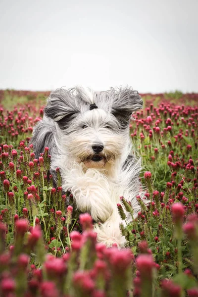 Porträt Eines Bärtigen Collies Der Hohem Shamrock Läuft Ist Aktiv — Stockfoto