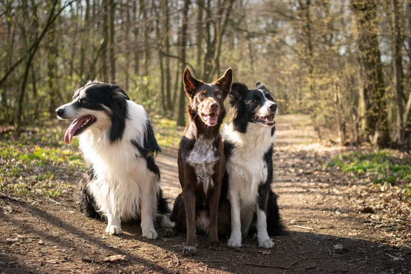 Yoldaki ormanda üç tane sınır köpeği oturuyor. Çok sabırlılar..