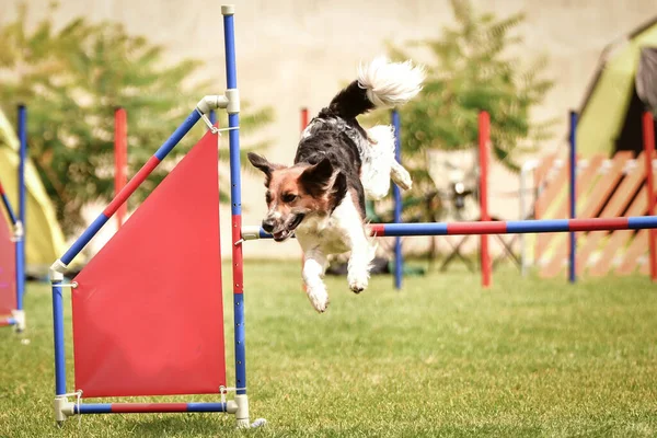 Zwart Wit Boheemse Gevlekte Hond Loopt Race Tsjechische Behendigheid Wedstrijd — Stockfoto