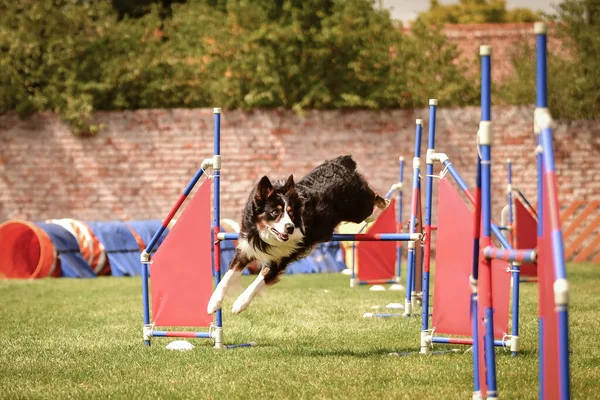 Border Collie Está Saltando Sobre Los Obstáculos Increíble Día Agilidad — Foto de Stock